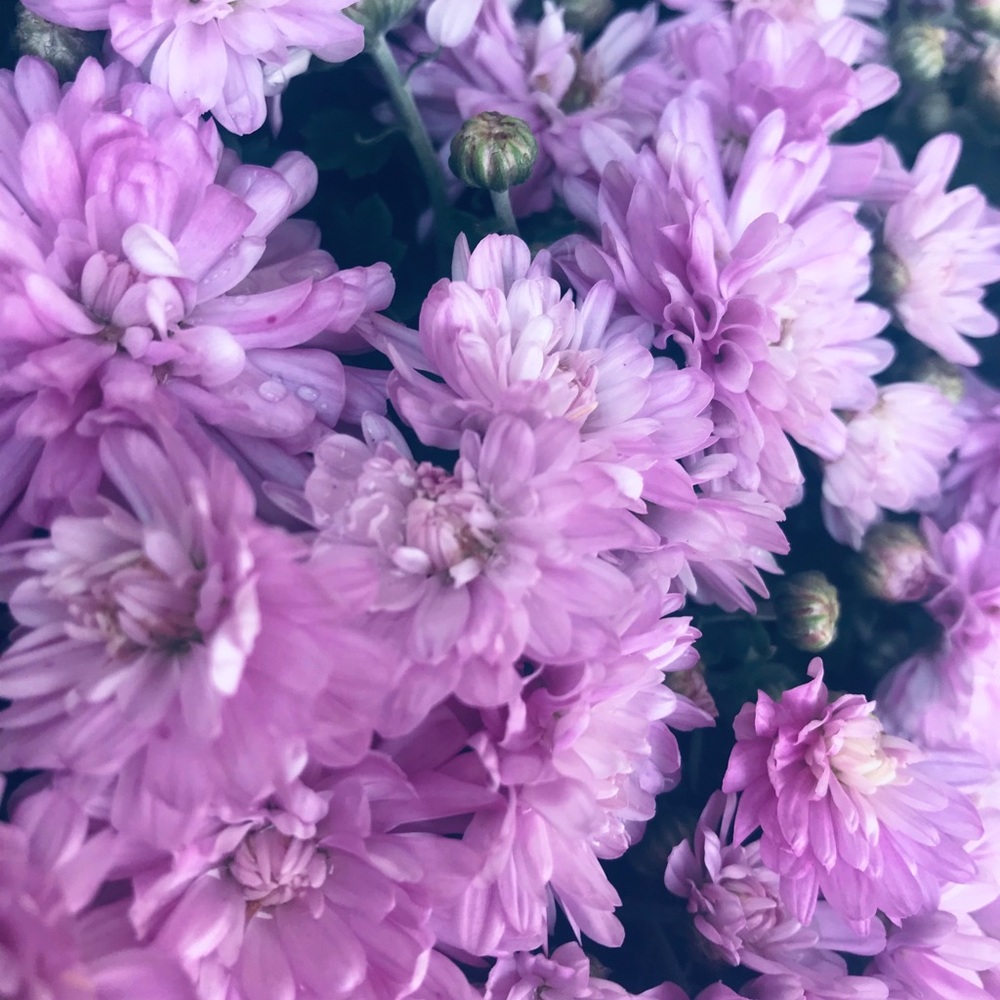 Meet your Posher, Lacey